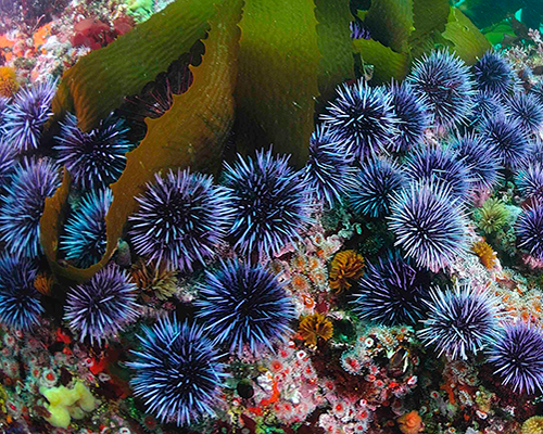 blue-sea-urchins-scaled